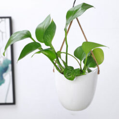 Creative White Ceramic Wall Hanging Flower Plant Pots Garden Decoration